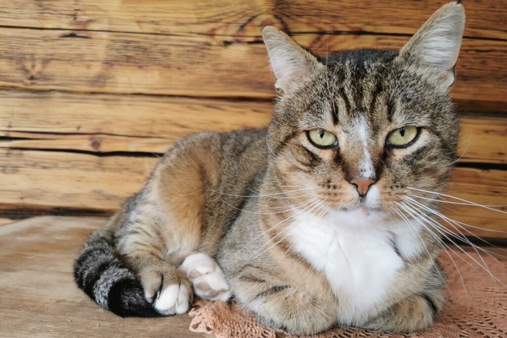 Kusti ♂ sünniaeg 2008