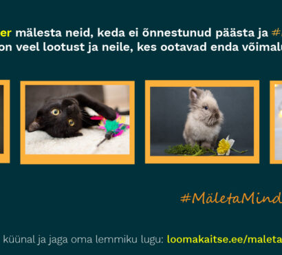 Pressiteade: Näita valgust kodututele loomadele!