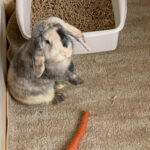 Tasuta puur üleliigse küülikuga