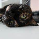 EESTI LOOMAKAITSE SELTS OTSIB TURUNDUS- JA KOMMUNIKATSIOONIJUHTI