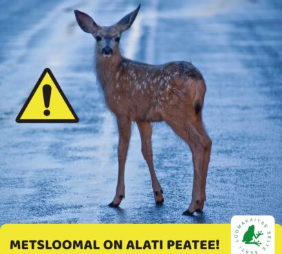 METSLOOMAL ON ALATI PEATEE! Kuidas vältida kokkupõrget?