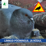 Tuvidest rottideni, ehk kuidas vältida soovimatuid naabreid?
