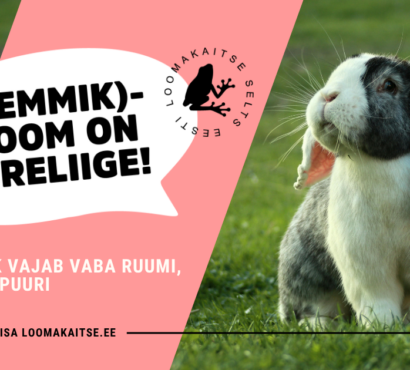 Eesti Loomakaitse Selts: Küülik vajab vaba ruumi, mitte puuri